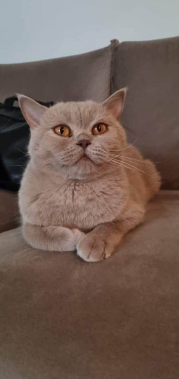 Chat poils gris beige un peu taupe · Locky