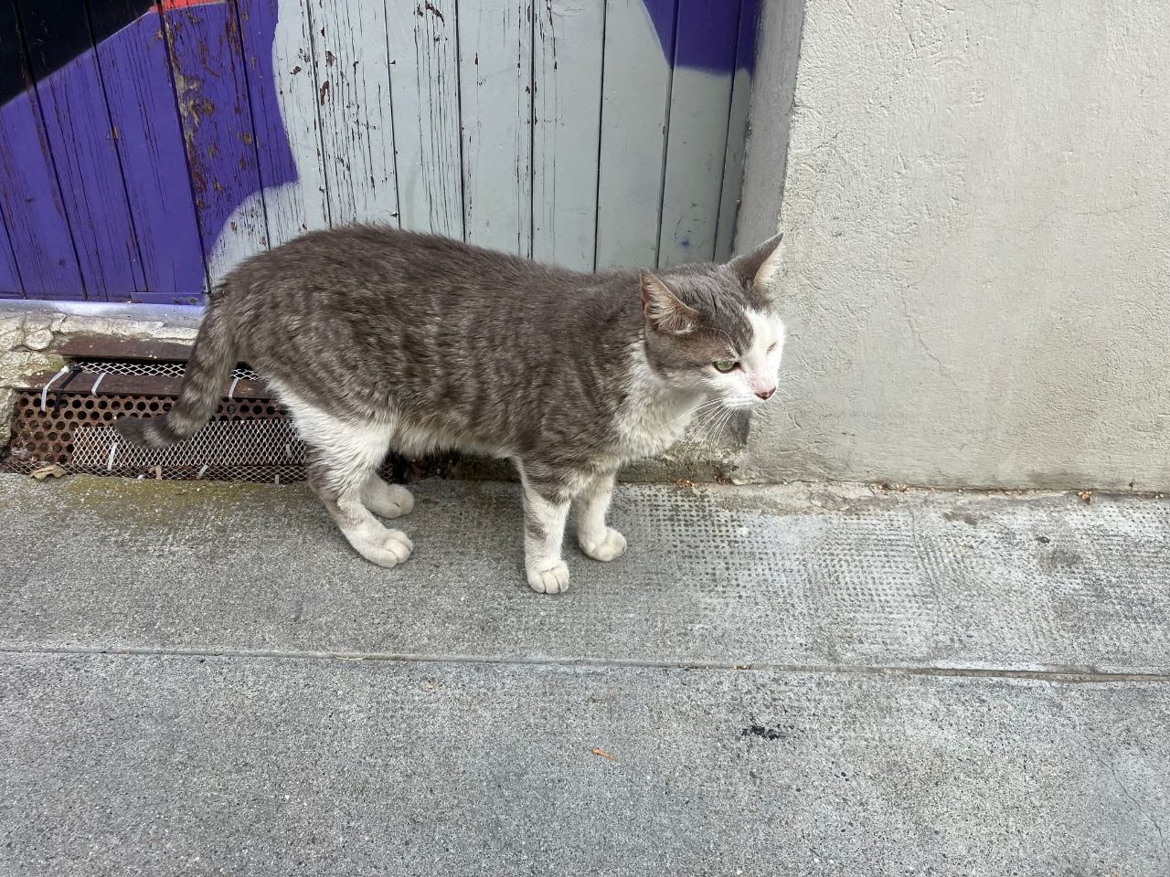 Chat europeen