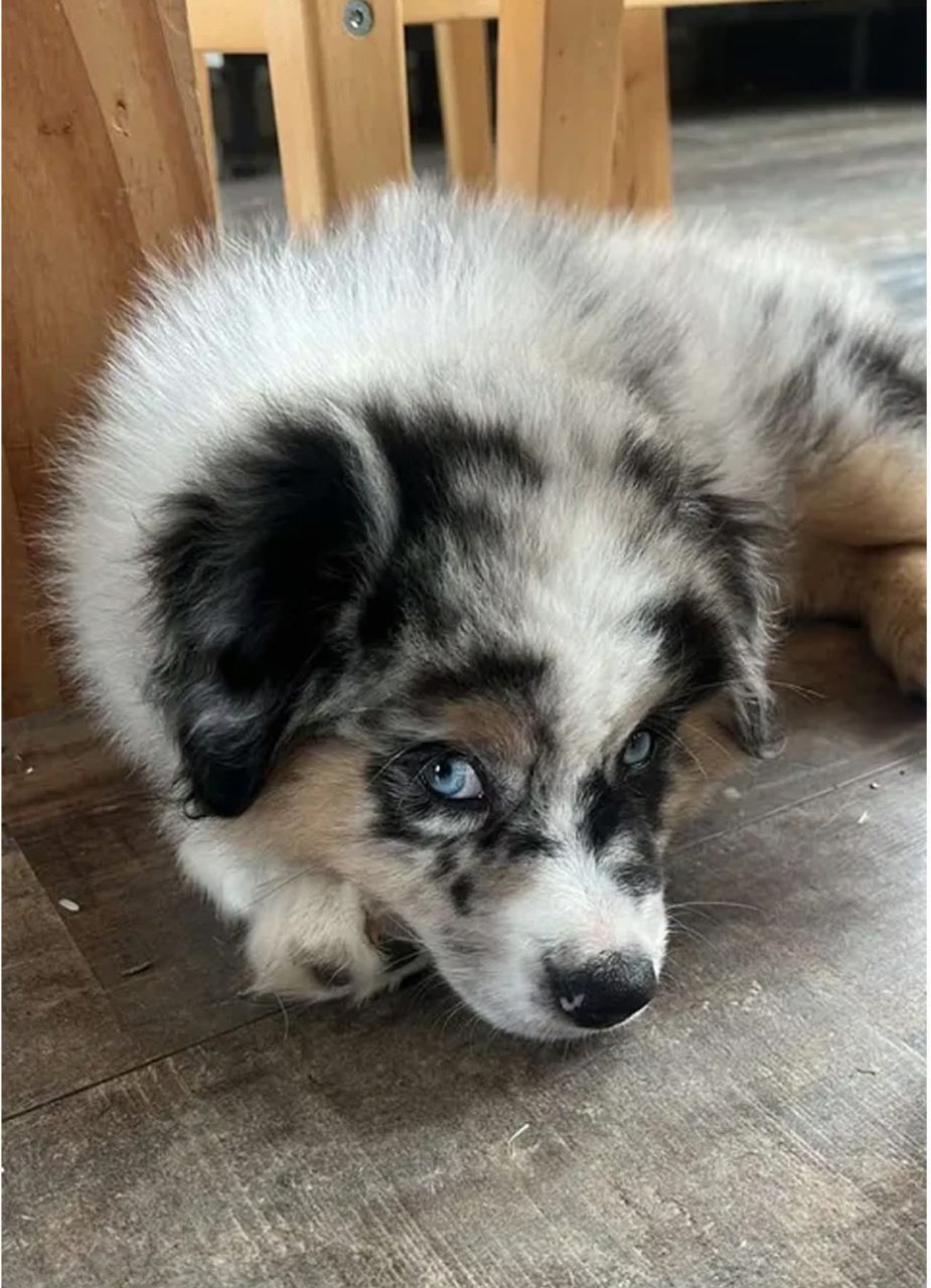 Chien berger américain