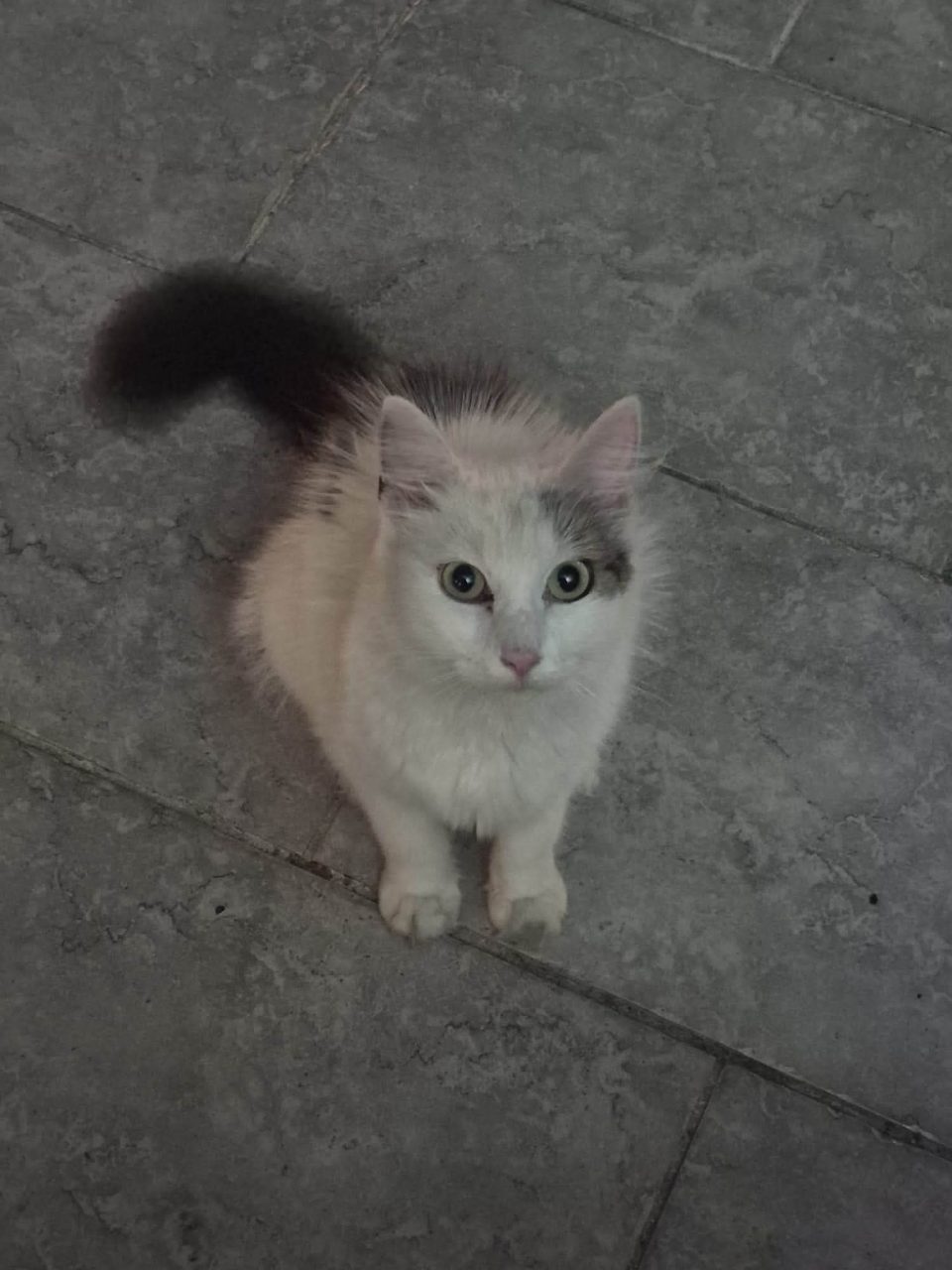 Chat europeen