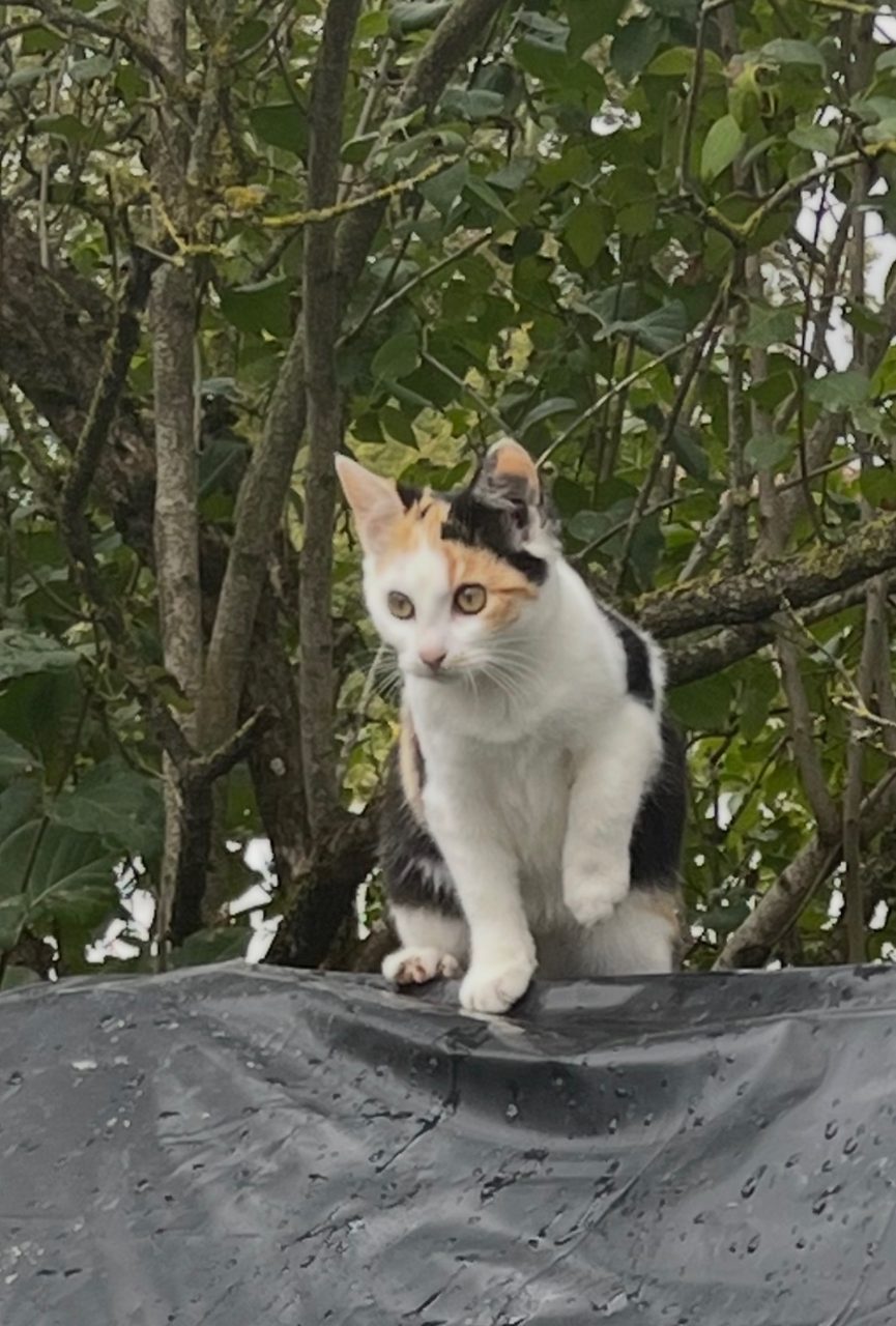 Chat européen · Mitsu