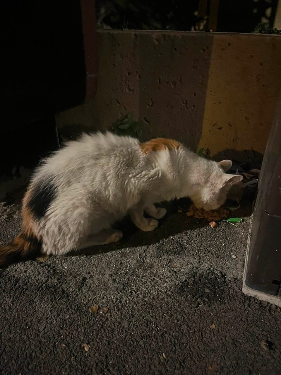 Chat europeen