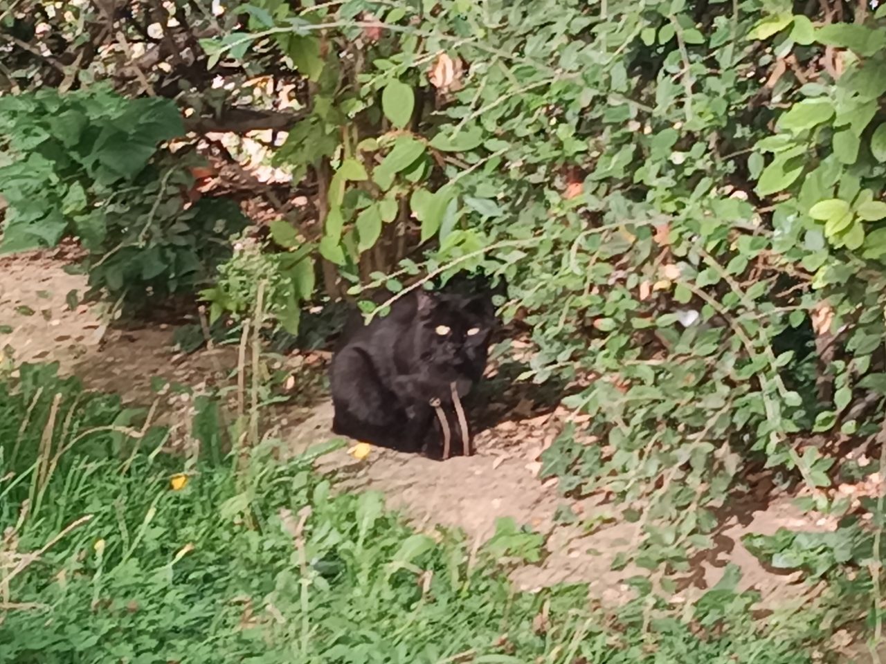 Chat europeen