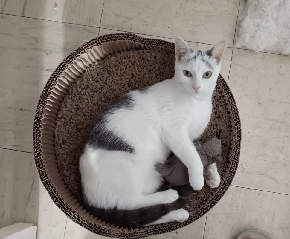 Chat européen · KAYLA