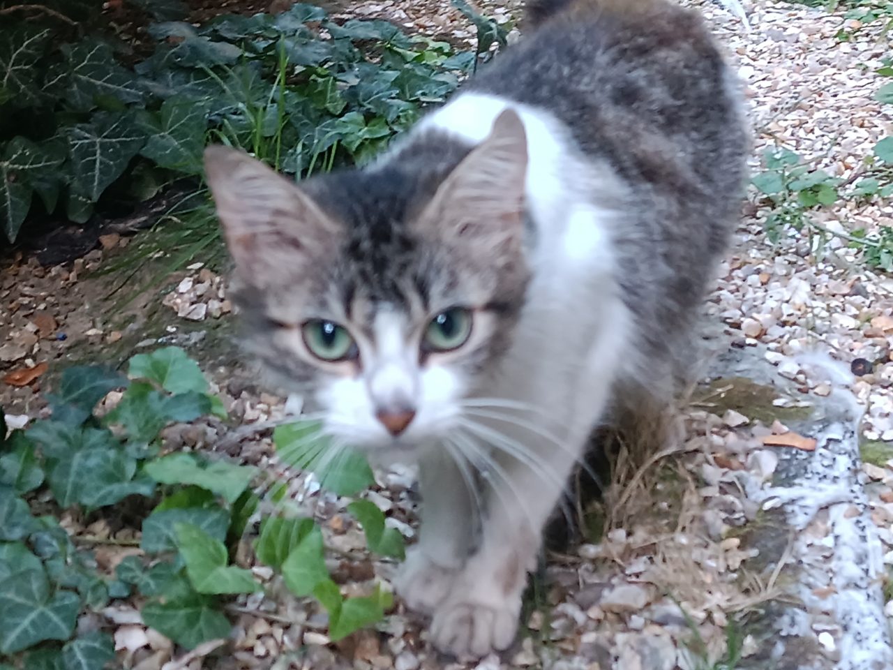 Chat europeen