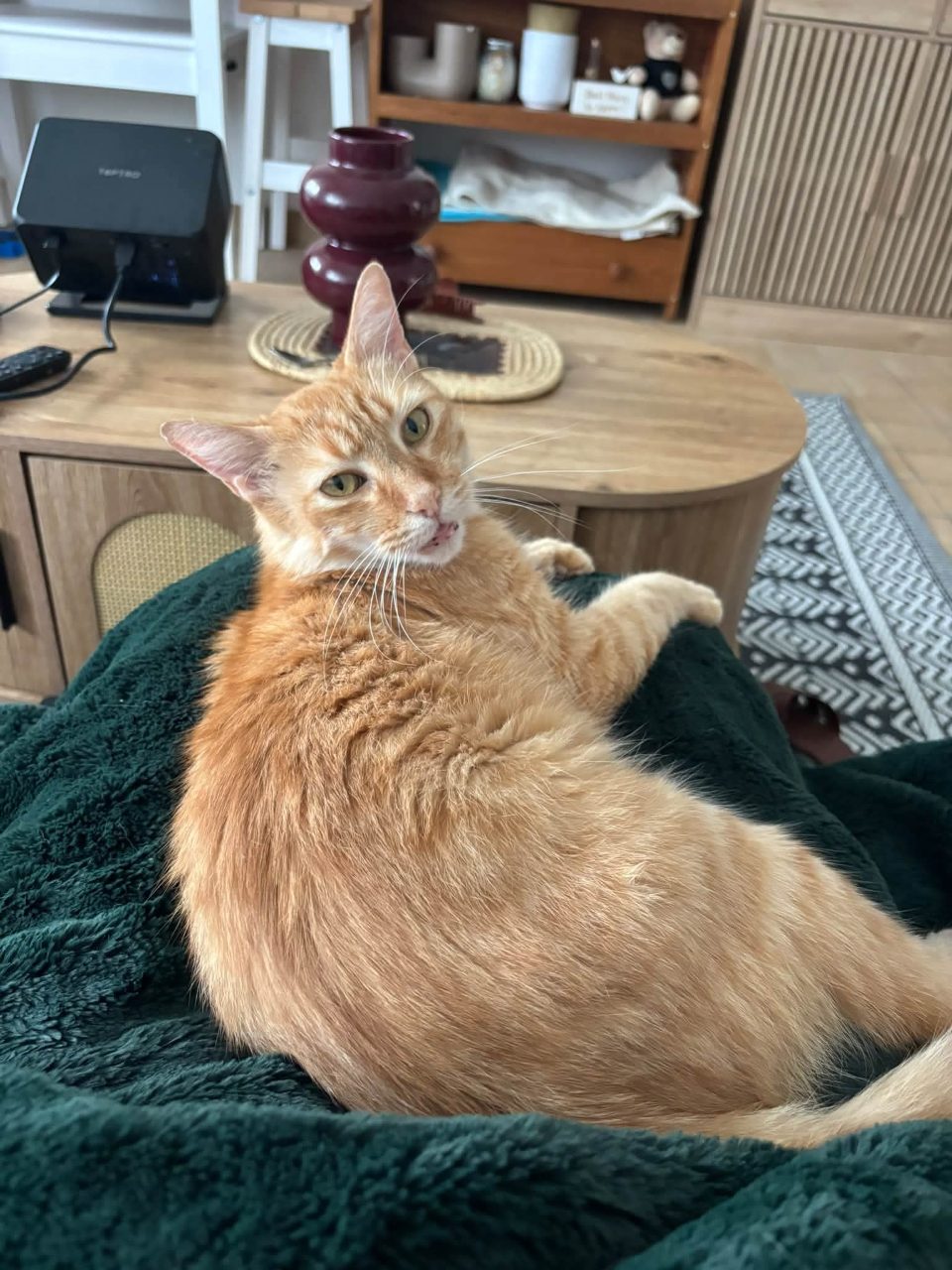 Chat europeen · Loki