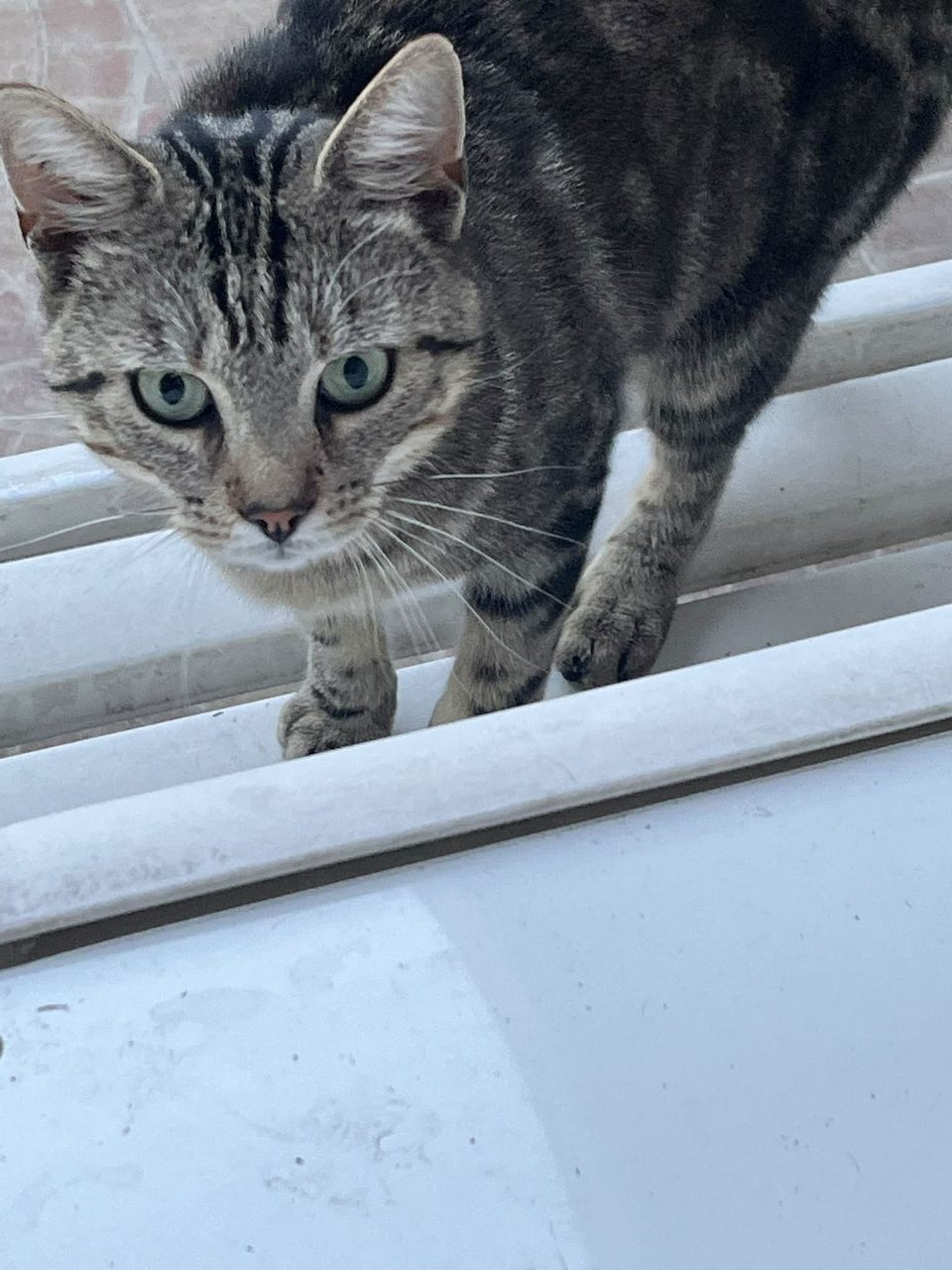 Chat europeen