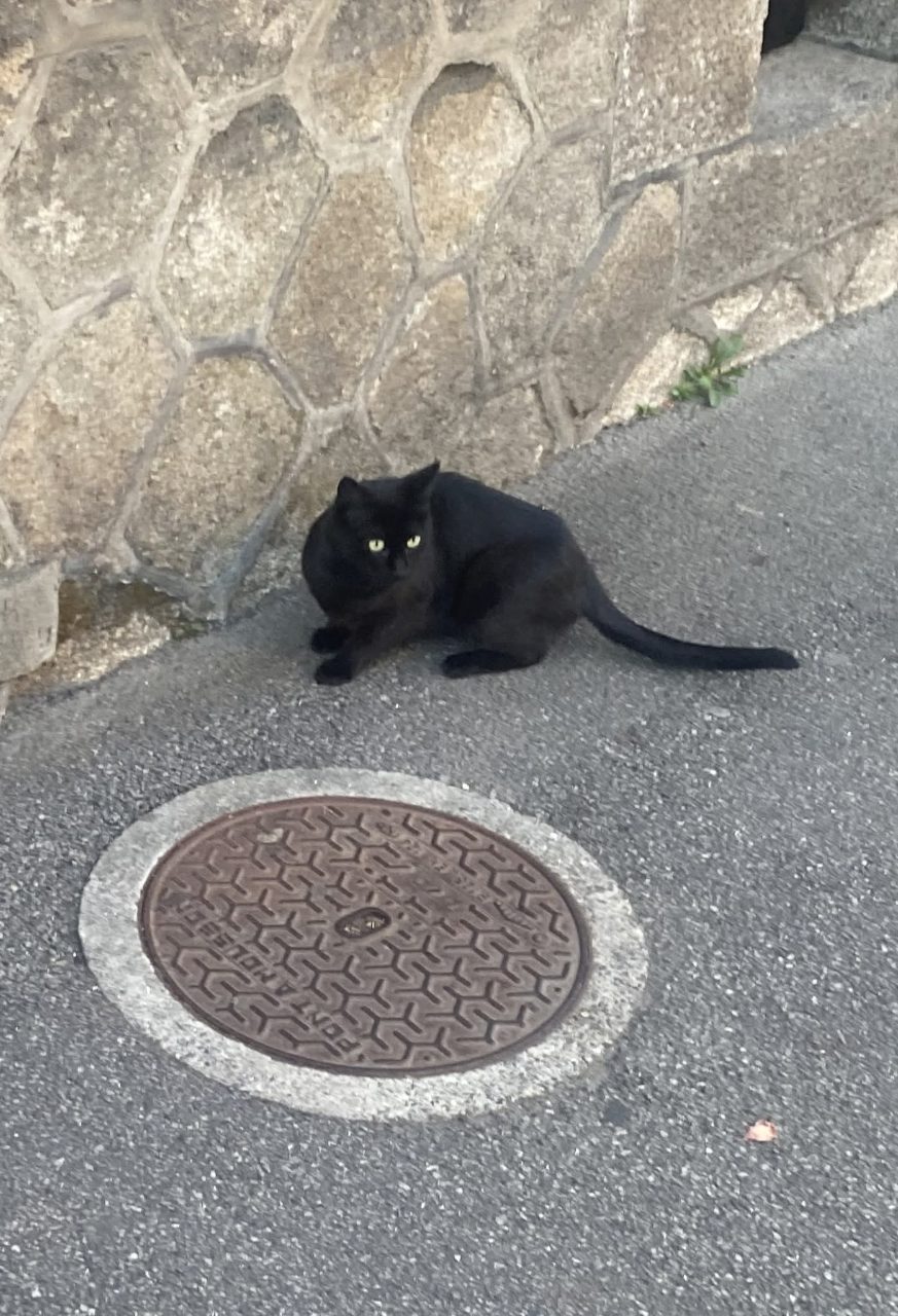 Chat europeen
