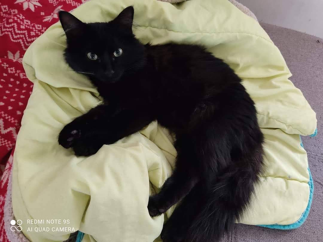 Chat angora turc · Roy