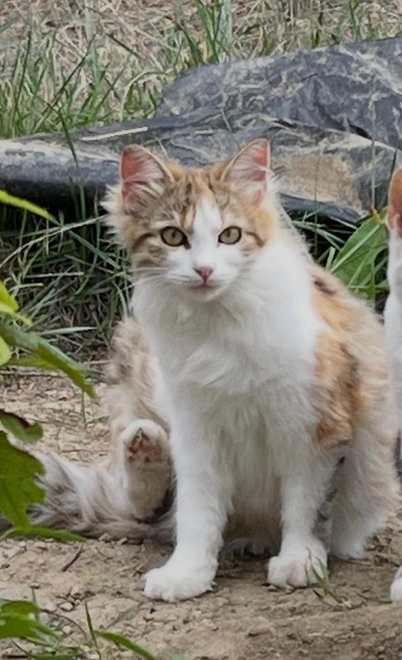 Chat européen · Bianca