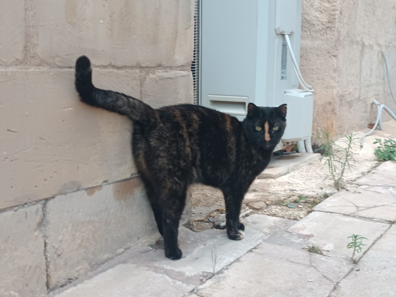 Chat noir et roux