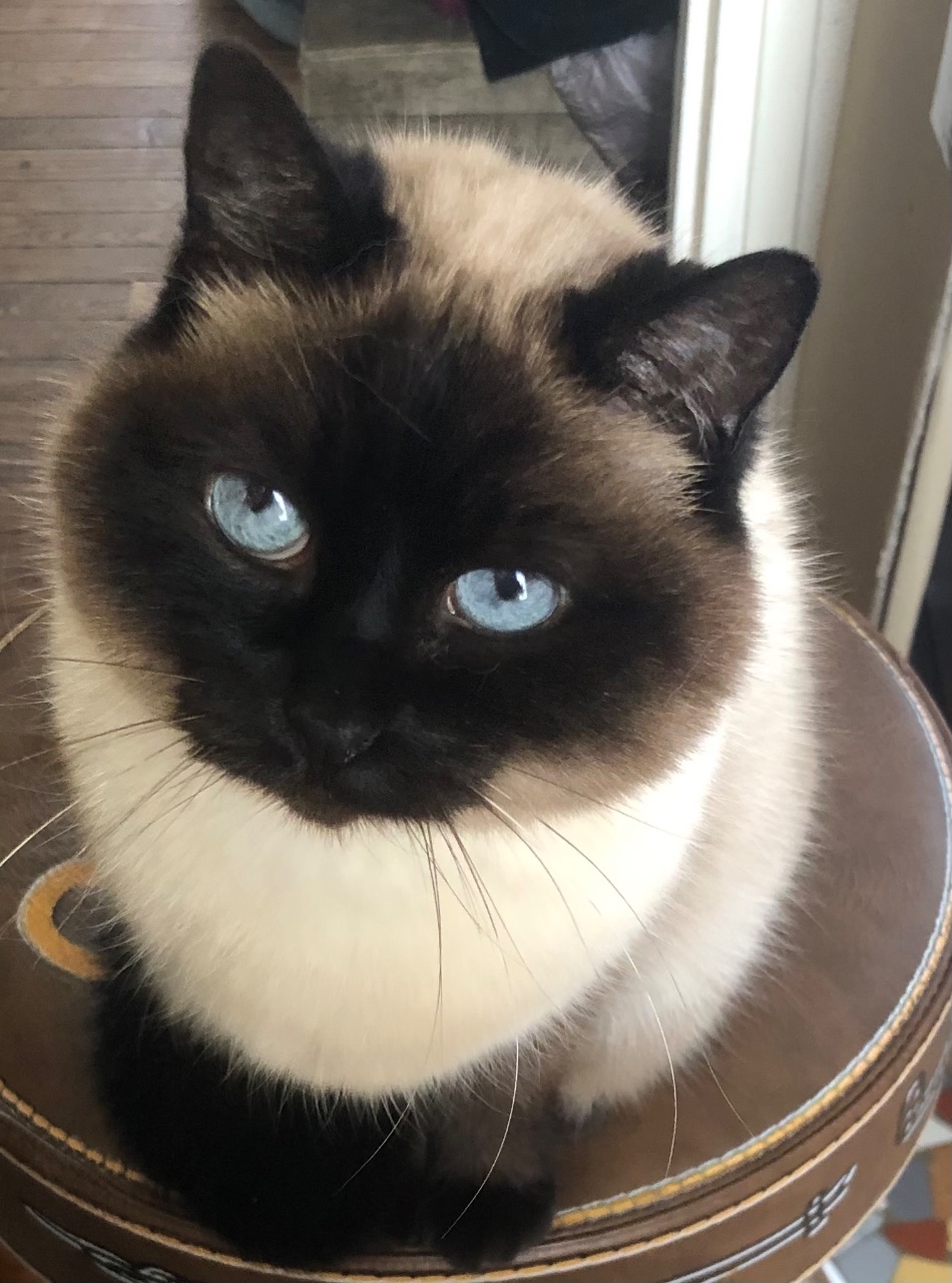 Chat siamois · Rosebud