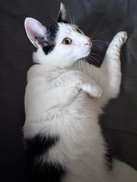 Chat noir et blanc · ASTRO