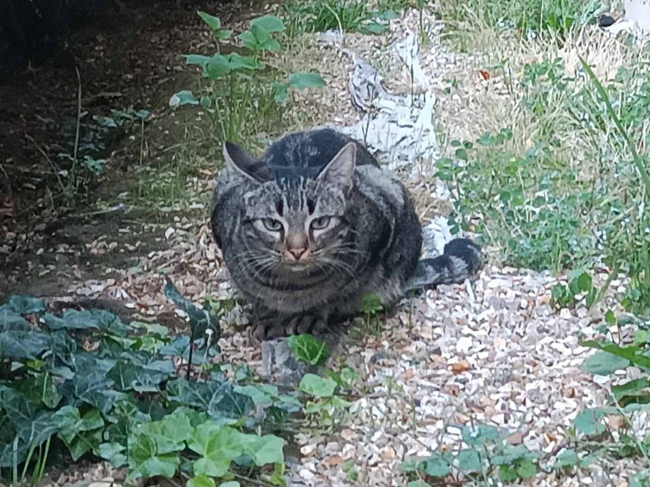 Chat europeen