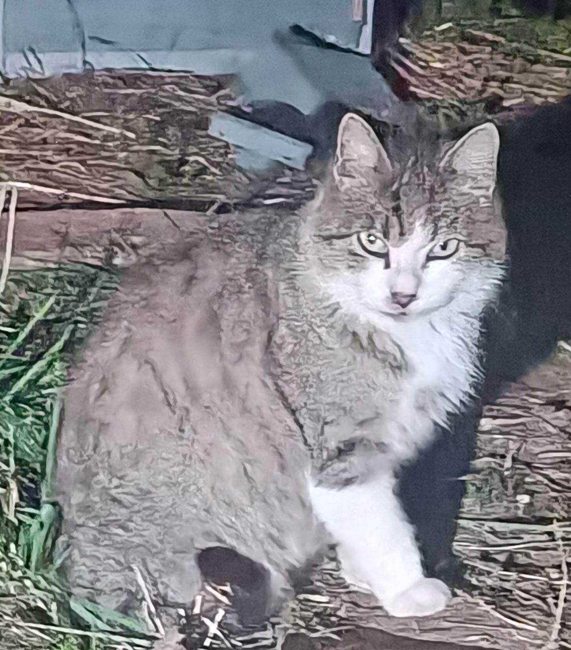 Chat européen · Berlioz