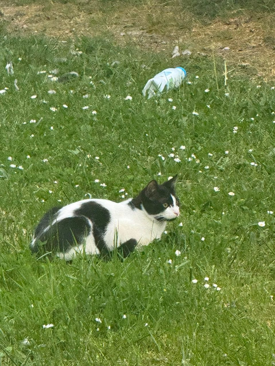 Chat noir et blanc