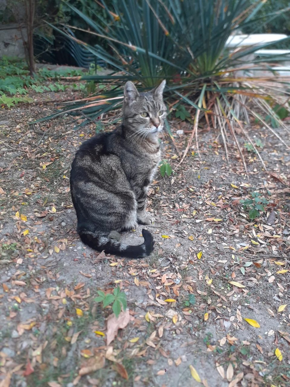 Chat europeen