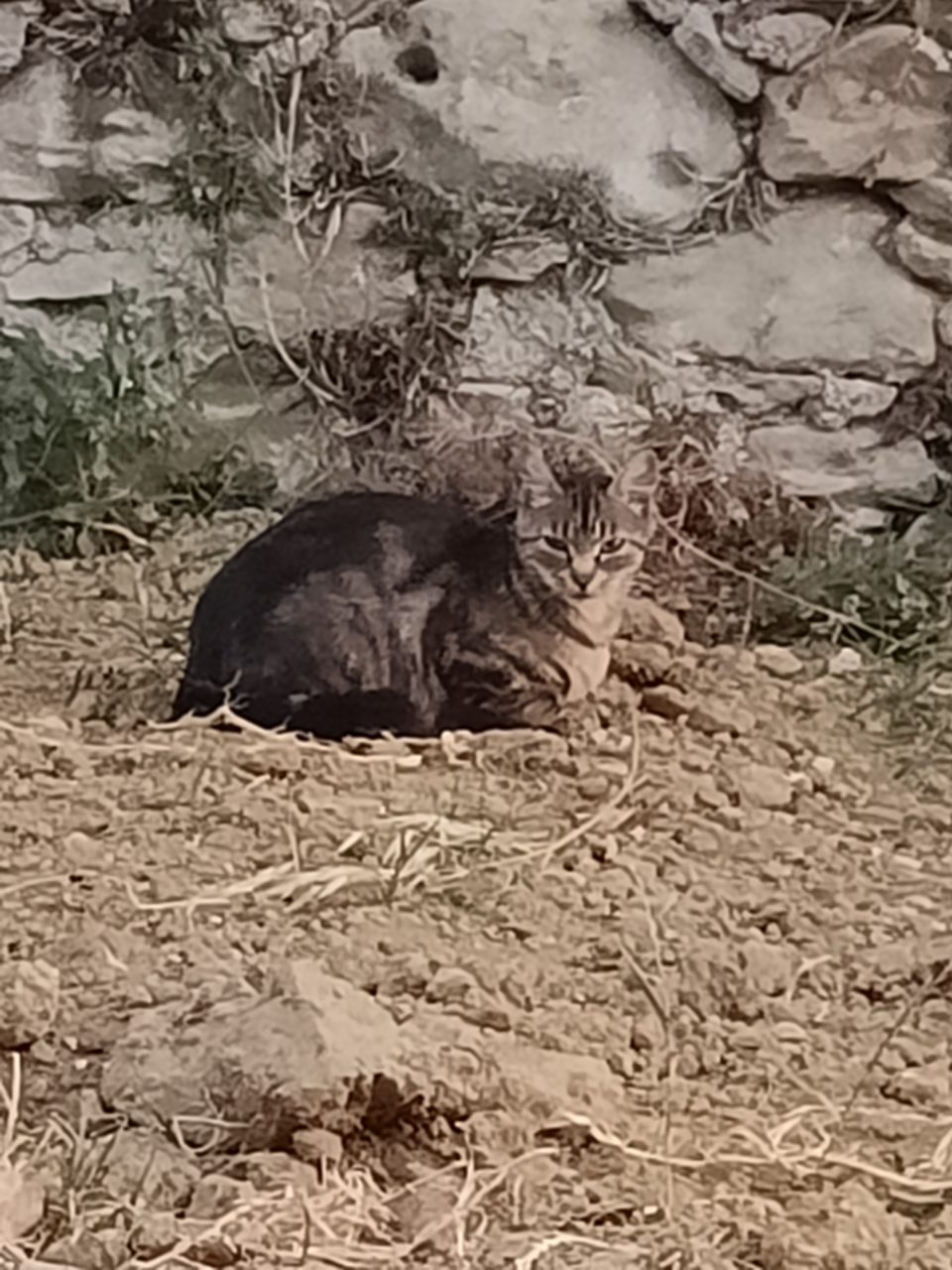 Chat européen