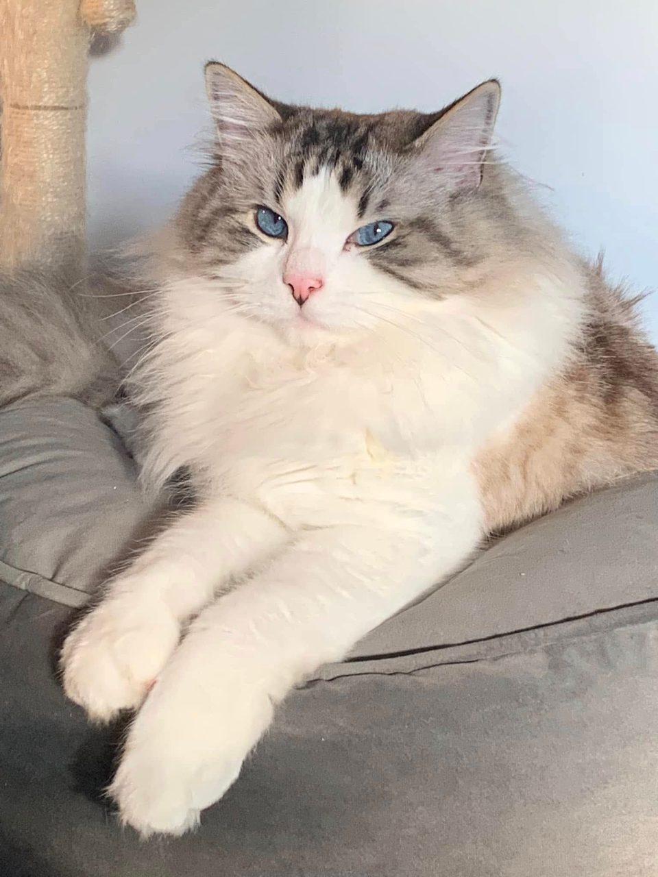 Chat blanc gris noir · Lutcha