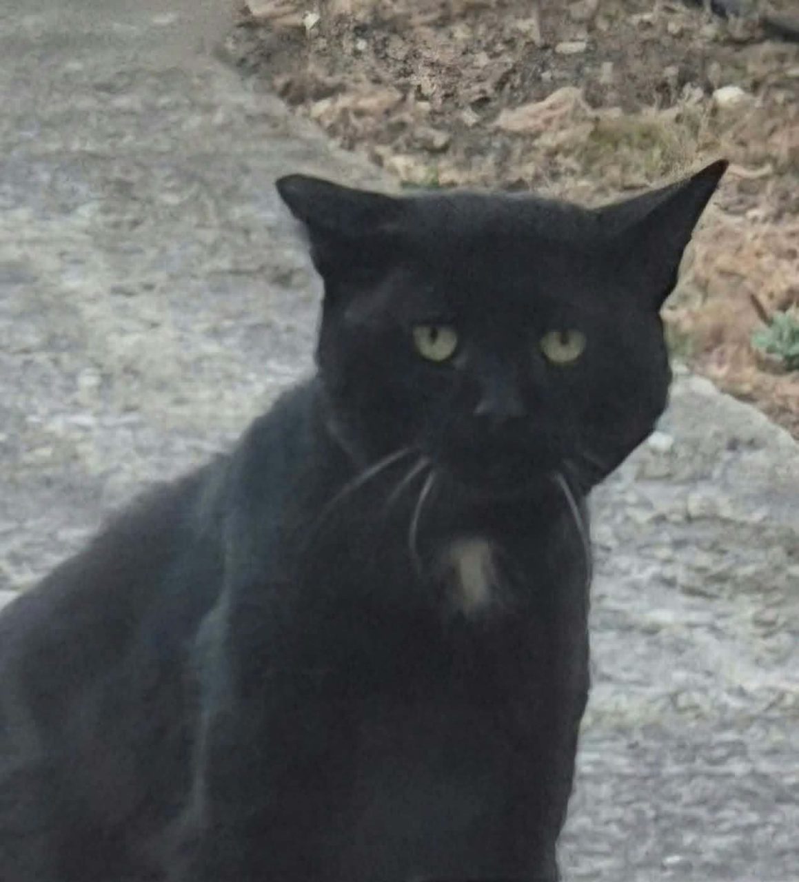 Chat europeen