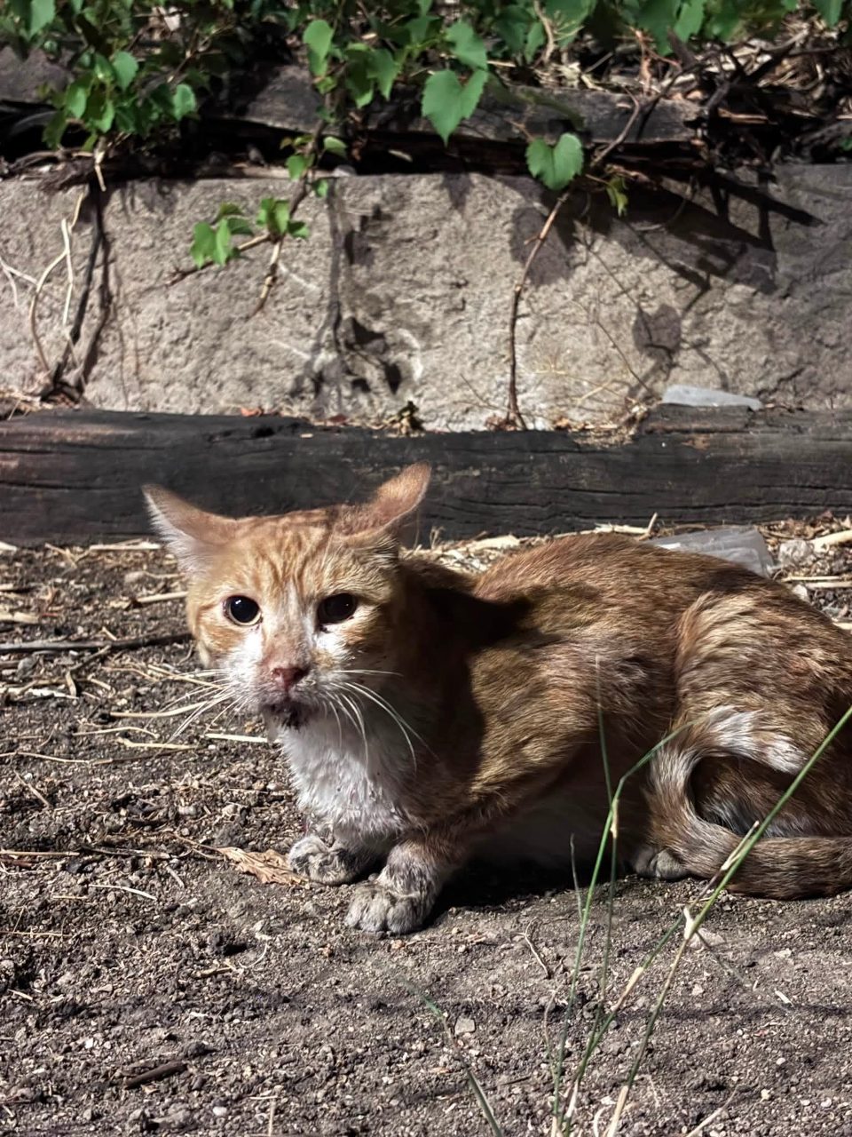 Chat europeen