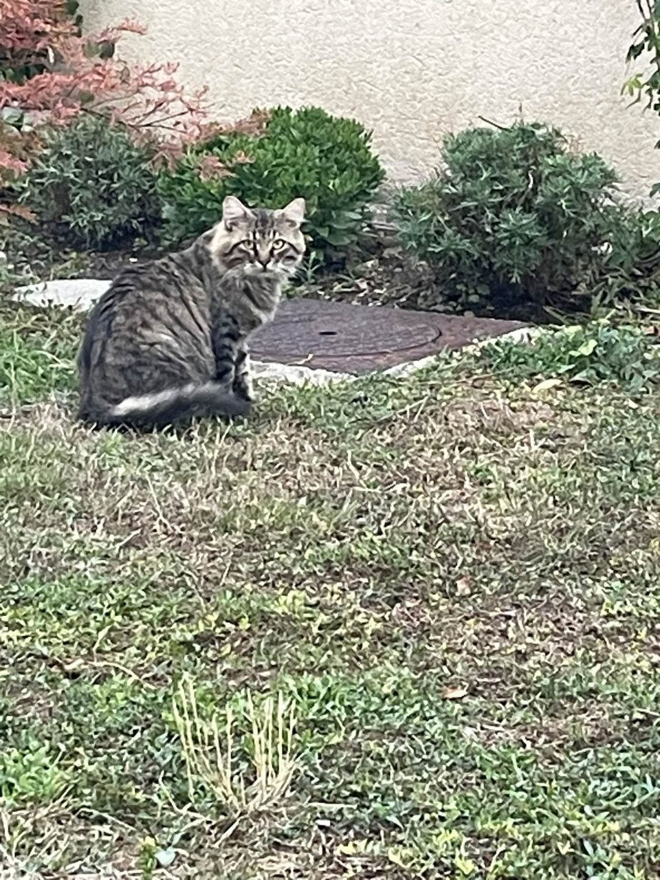 Chat tigré