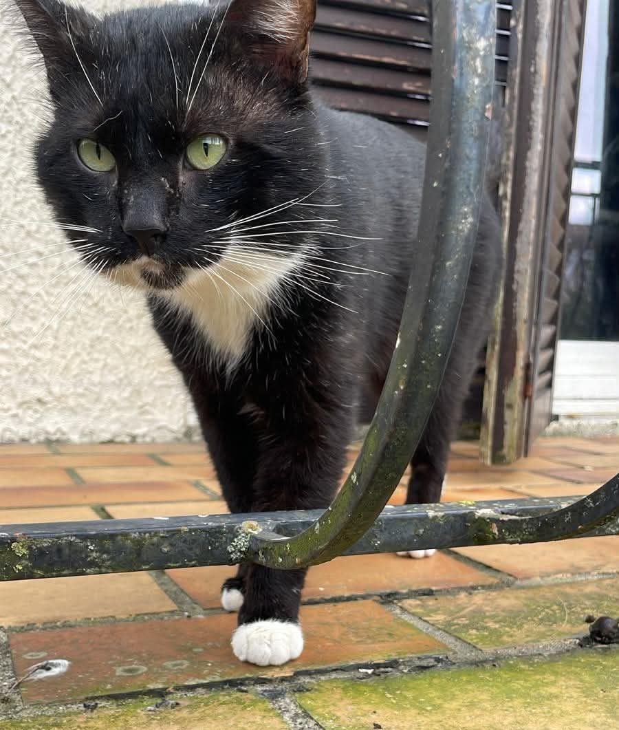 Chat europeen
