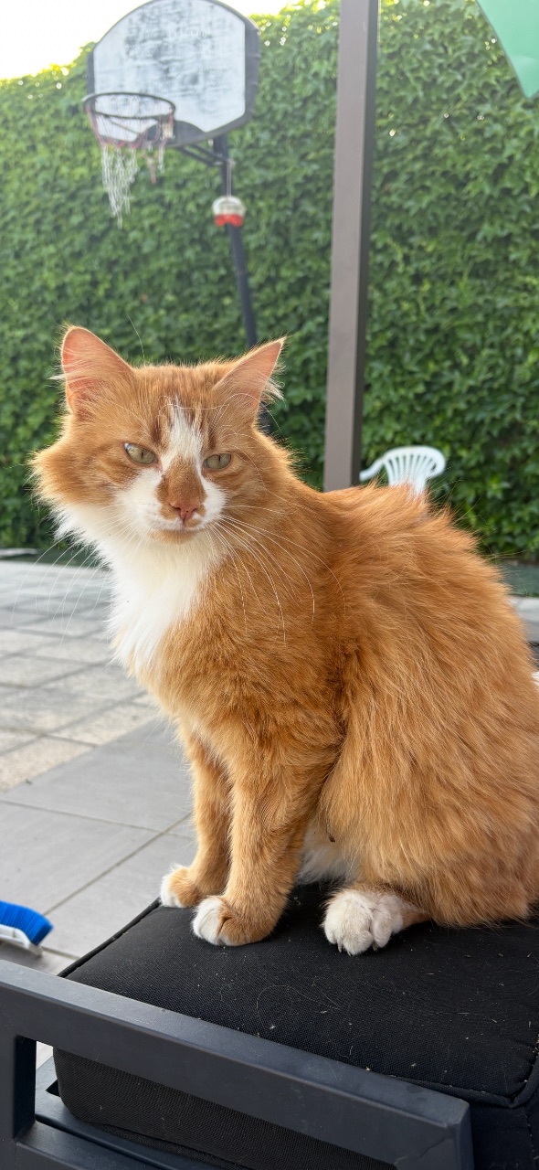 Chat roux · Orion