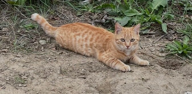 Chat européen · Whiskas