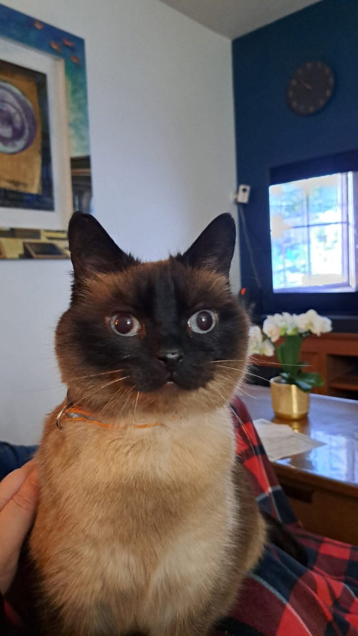 Chat siamois · Noisette