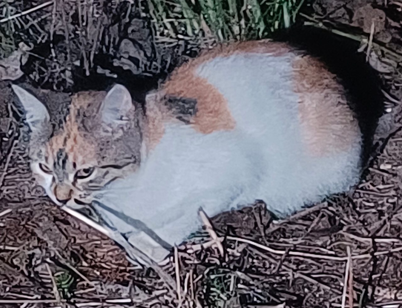 Chat européen · Mitsy