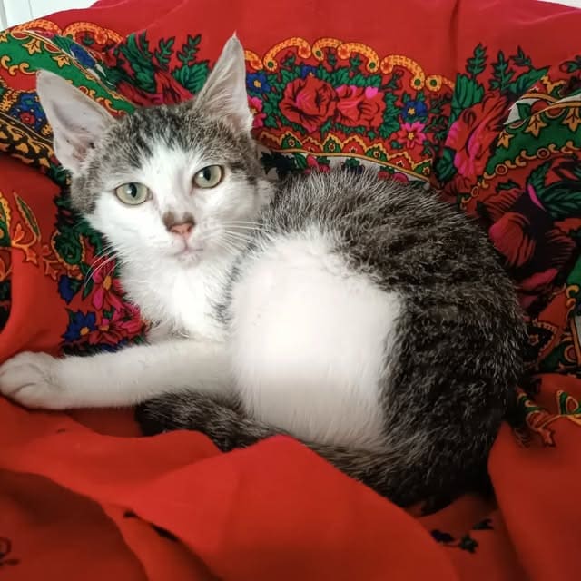 Chat gris et blanc