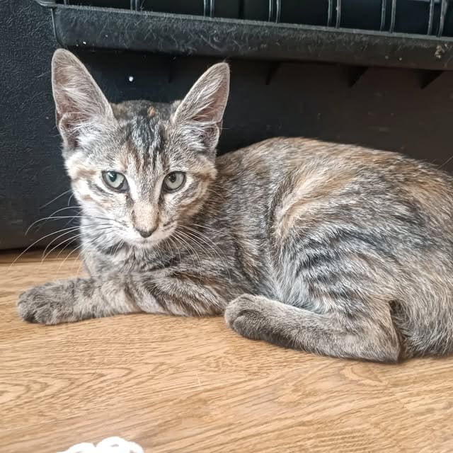 Chat tigré · Cannelle