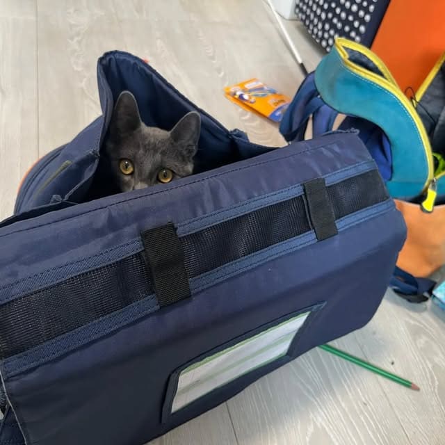 Chat gris