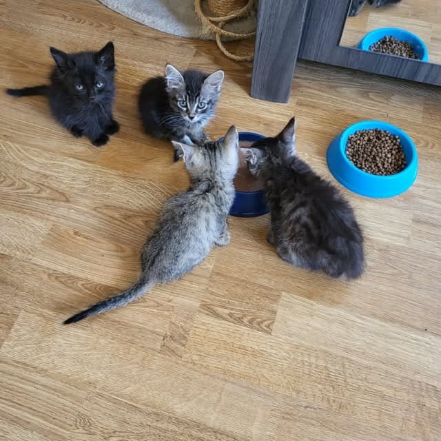 Portée de chatons