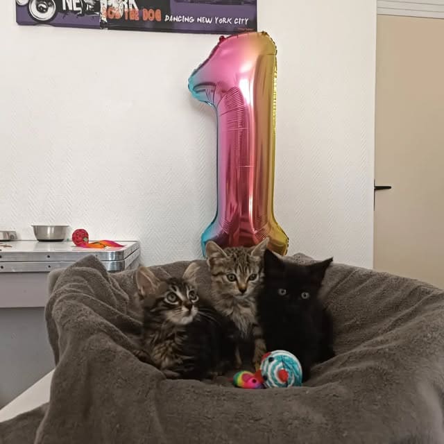 Portée de chatons