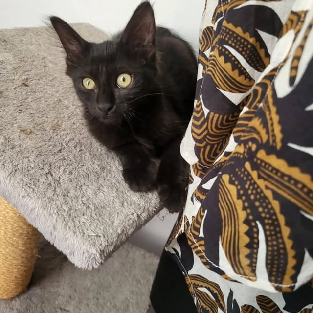 Chat européen · Réglisse