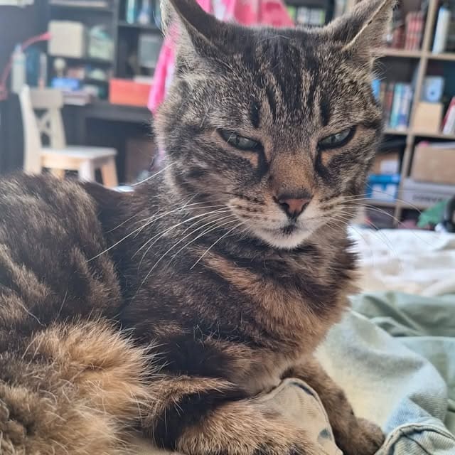Chat tigré