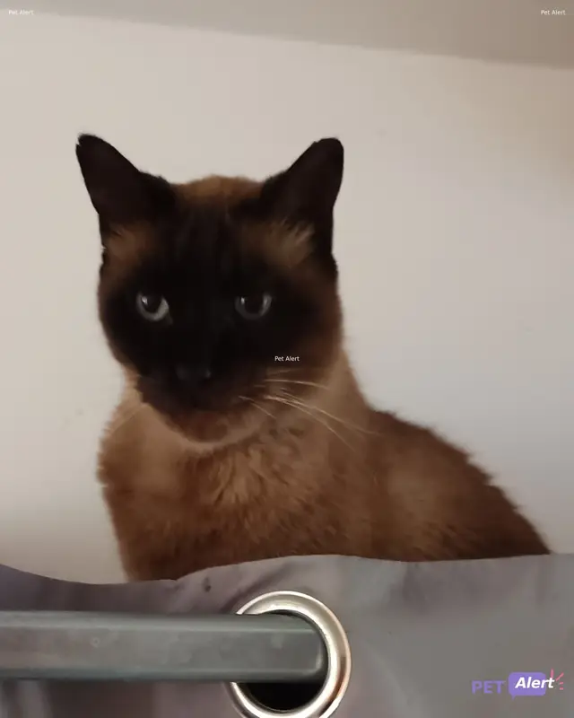 Chat siamois