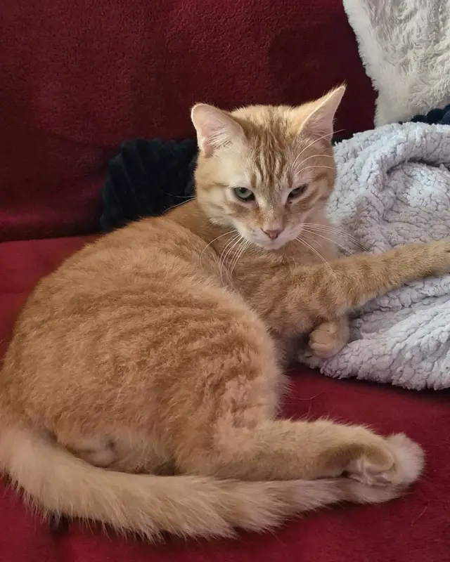 Chat européen · Barry