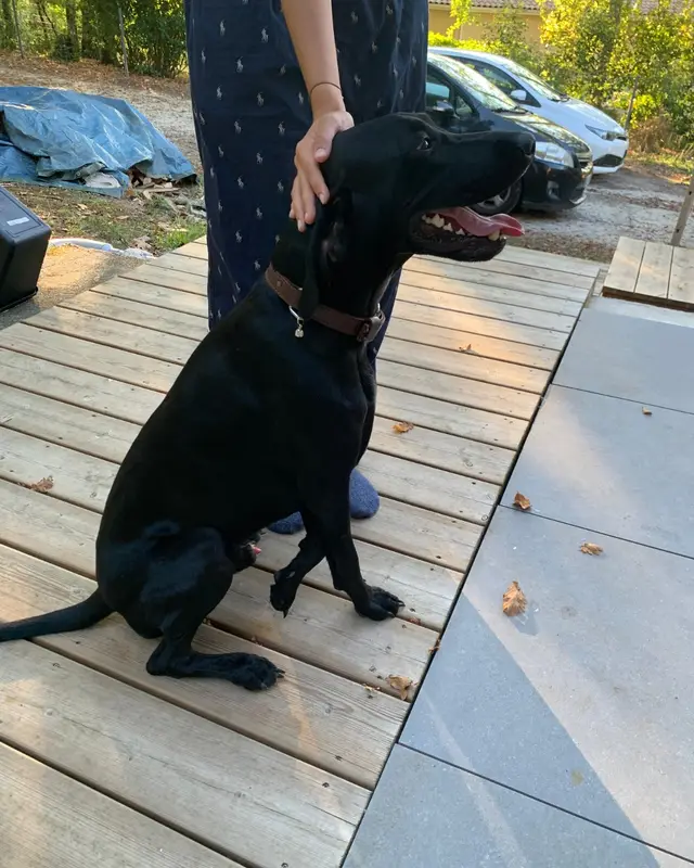 Chien noir