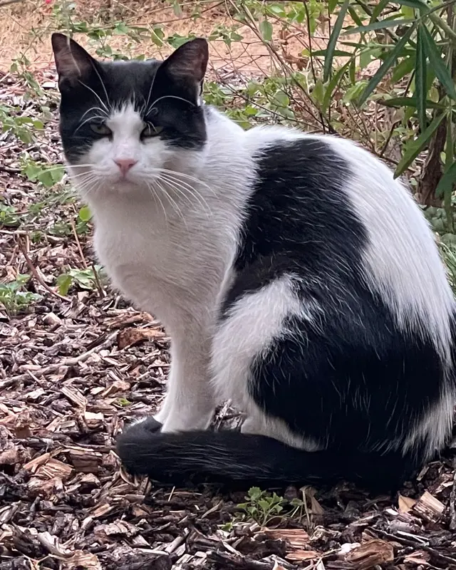 Chat européen