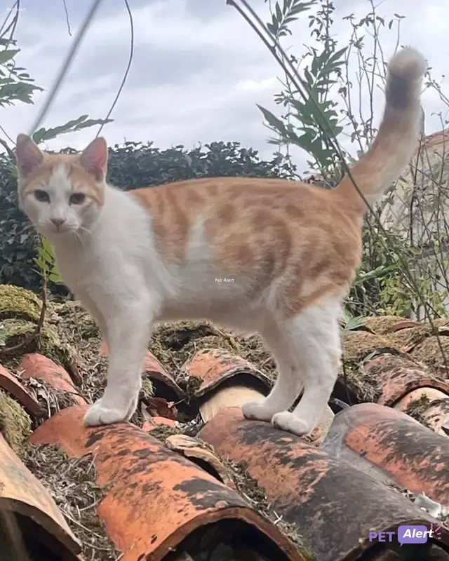 Chat roux, blanc