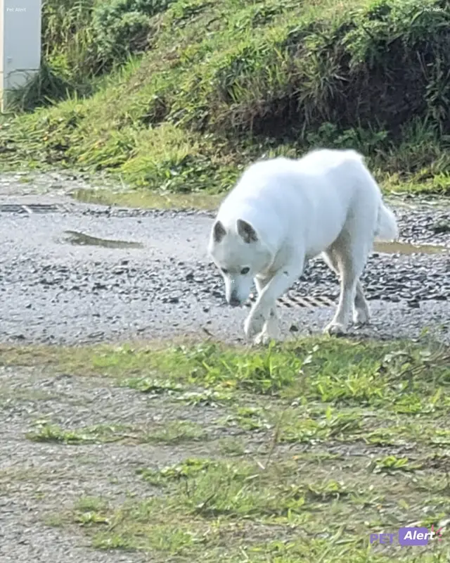 Chien husky sibérien