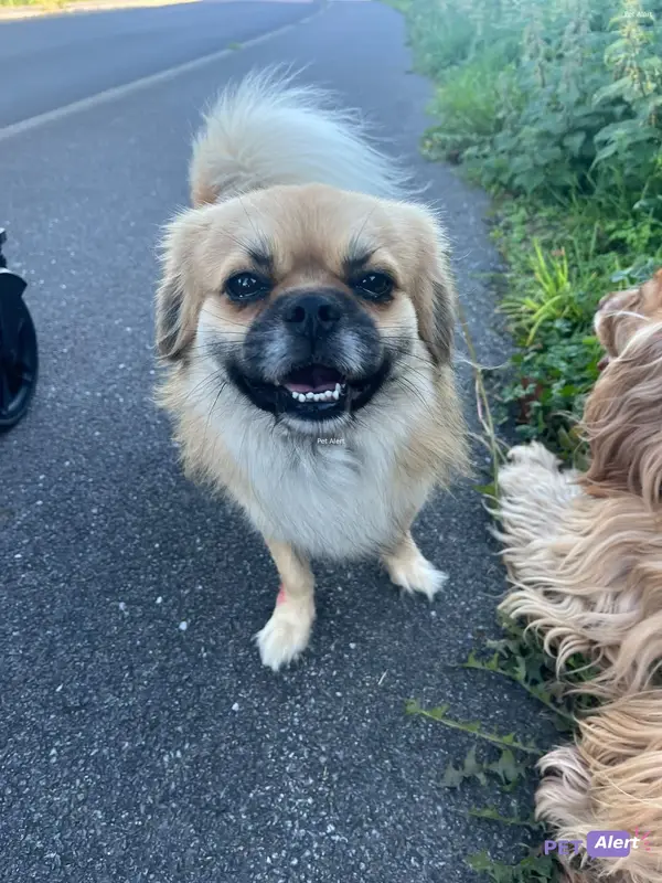 Chien