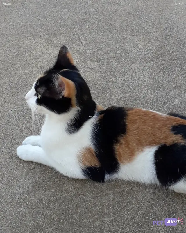 Chat européen · Minette