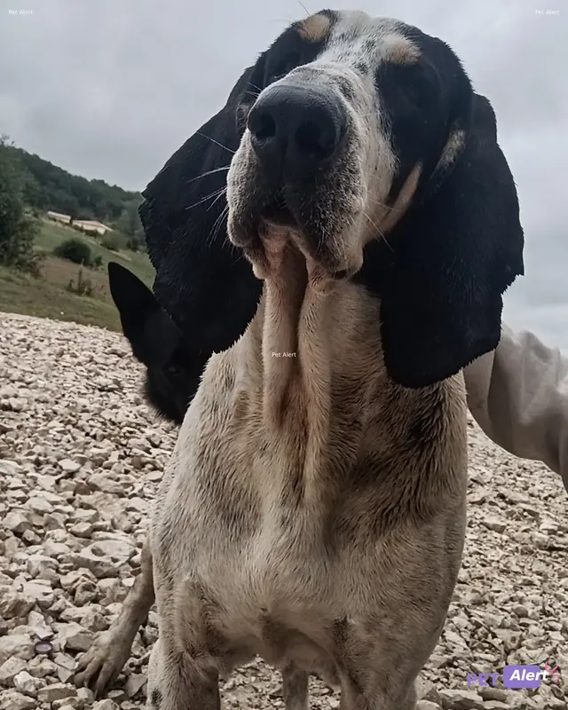 Chien blanc, noir