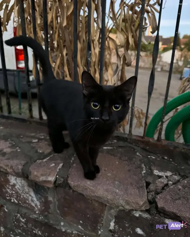 Chat noir