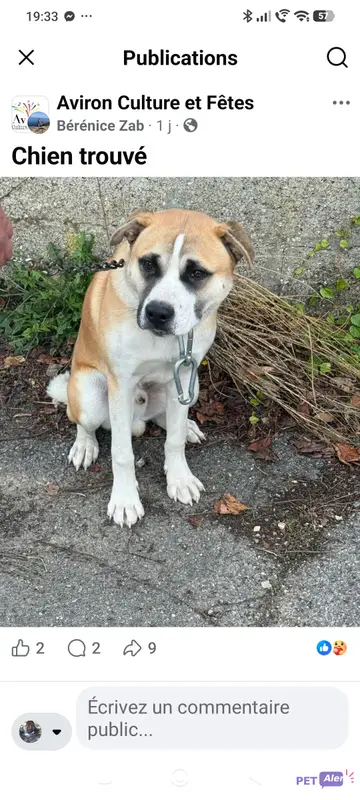 Chien beige, blanc