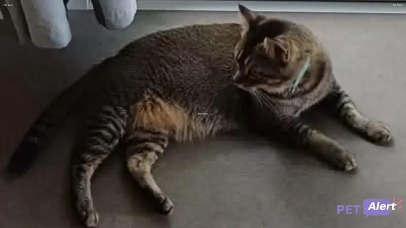 Chat tigré · Téa